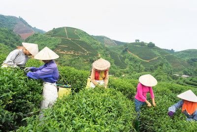 Forhåndsbestill Darjeeling 1st Flush nå!
